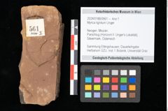 Foto (Objekt + Etikett) von Myrica lignitum Unger (NHMW-GEO-2024-0188-0561)
